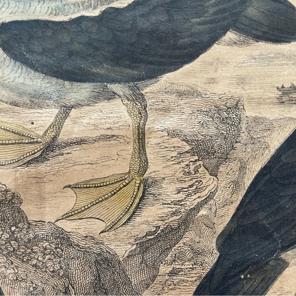 Antique Bird Illustrations - book plate etchings - Picture 7 of 15